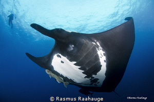 Giant Pacific Manta by Rasmus Raahauge 